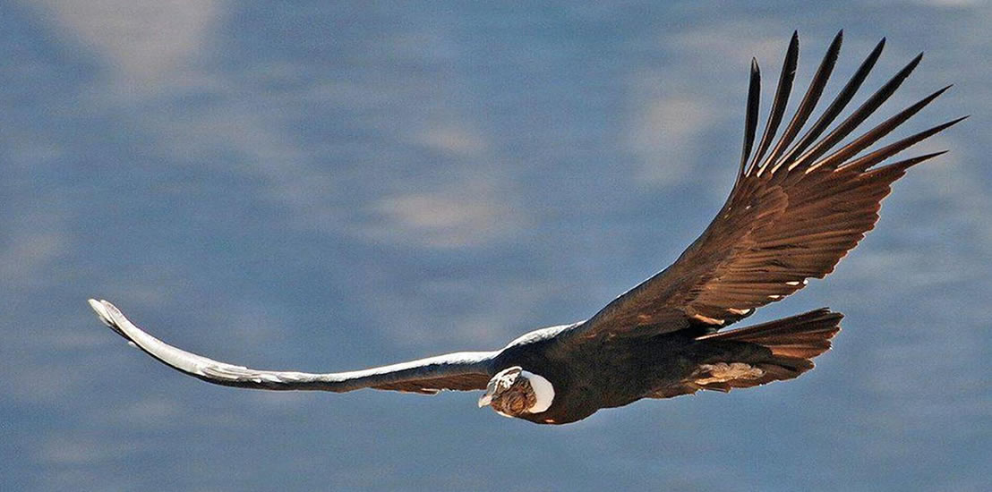 Canyon de Colca Aventure et Nature