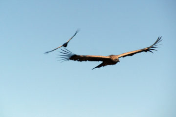 le condor des andes du Pérou